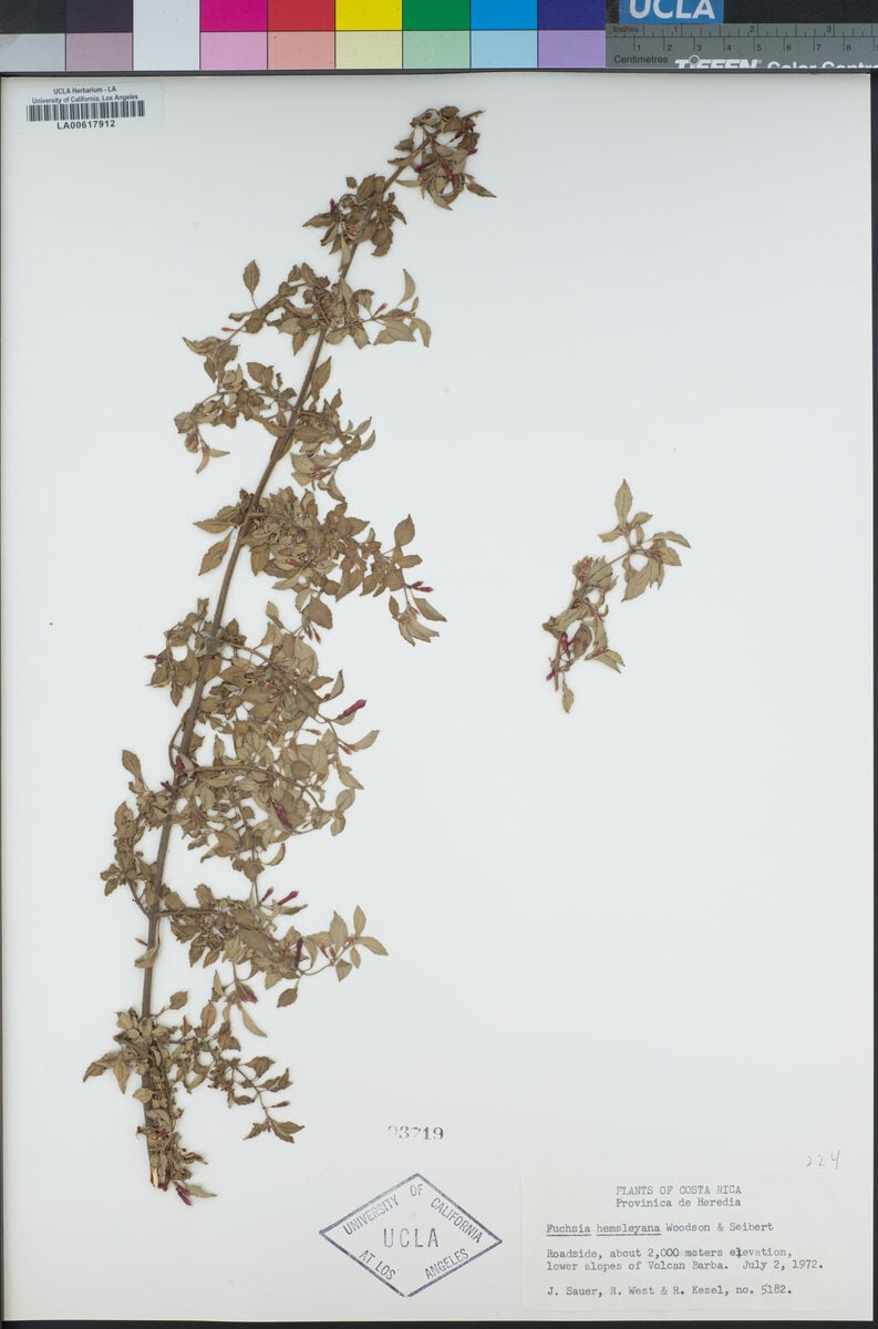 Fuchsia hemsleyana