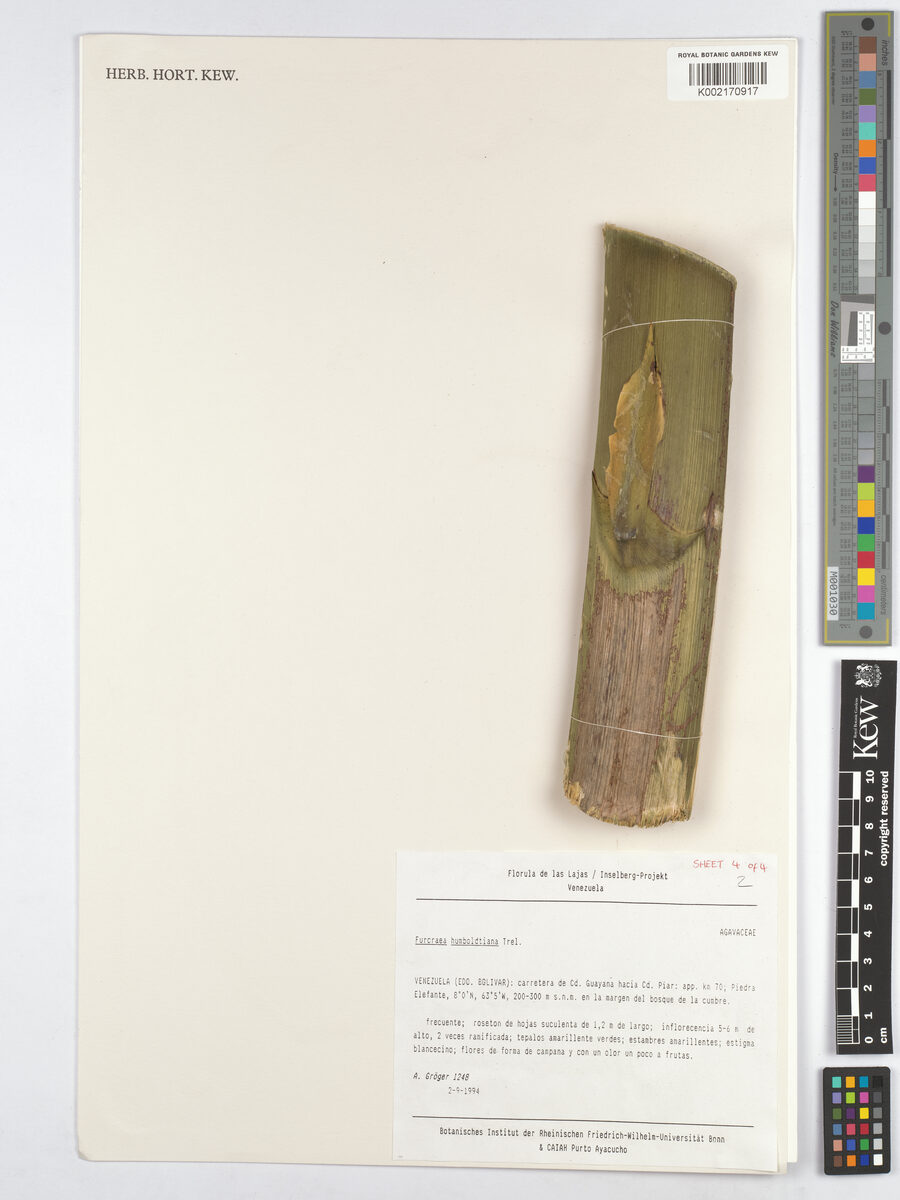 Furcraea acaulis (Maguey) — photo