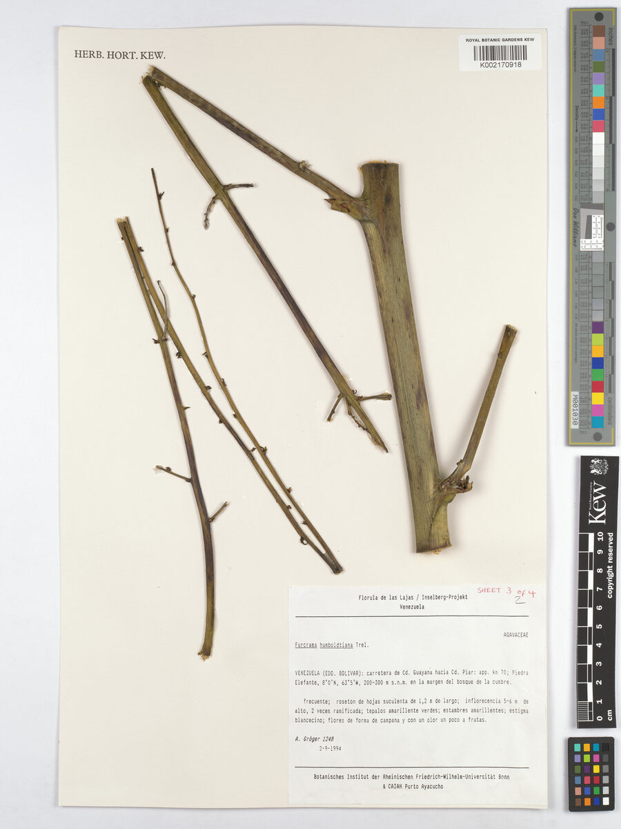 Furcraea acaulis (Maguey) — photo