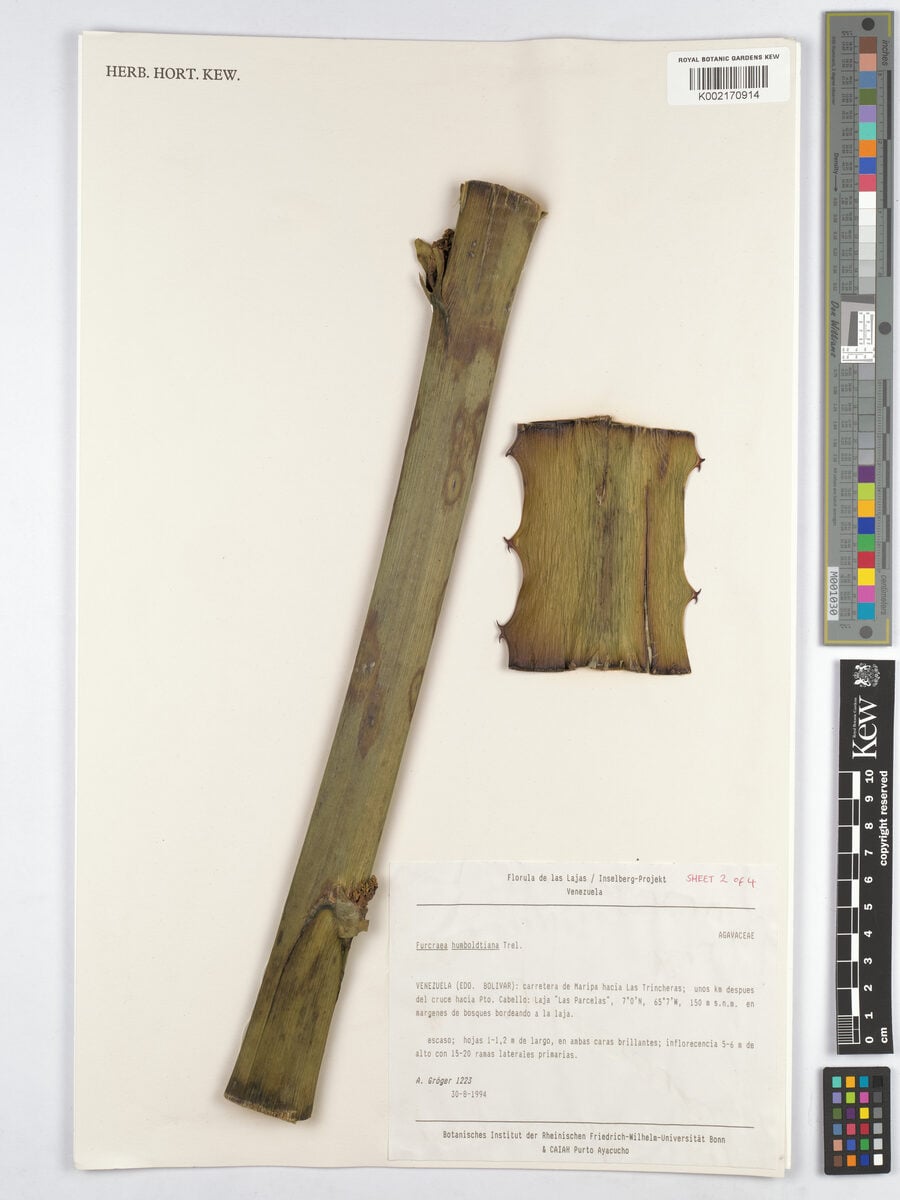 Furcraea acaulis