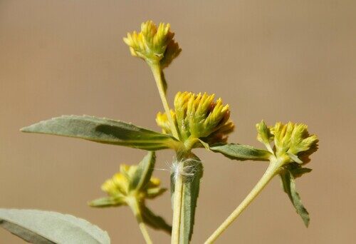 Furcraea andina (Fique) — photo
