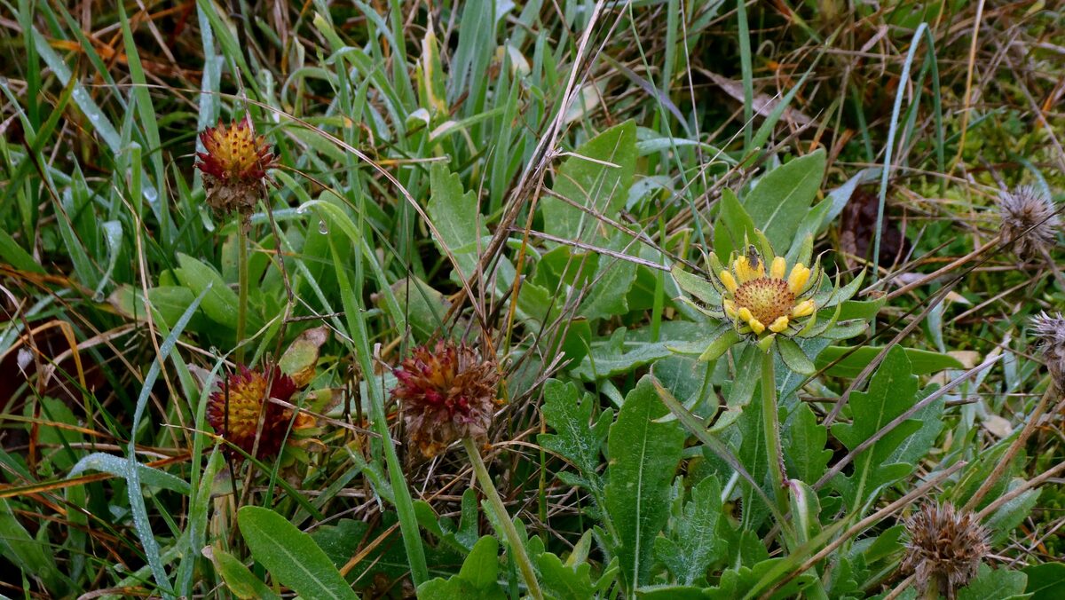 Gaillardia x grandiflora (Blanket flower) — photo