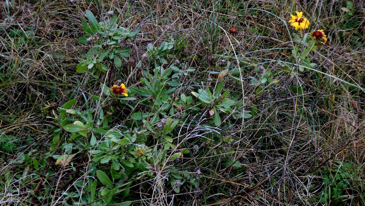 Gaillardia x grandiflora (Blanket flower) — photo