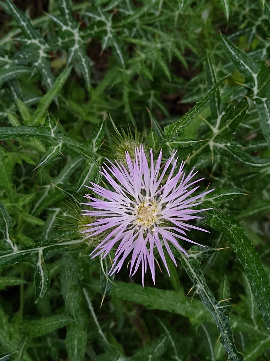 Galactites tomentosa — photo