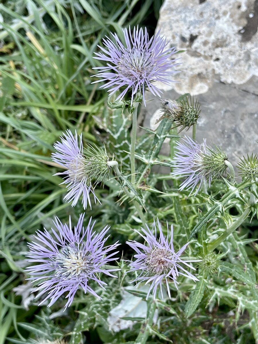 Galactites tomentosa — photo