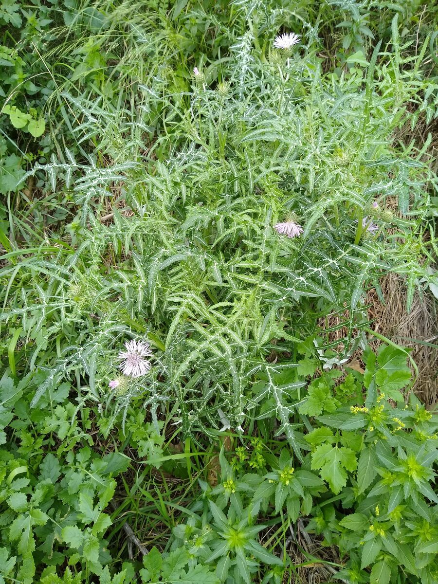 Galactites tomentosa