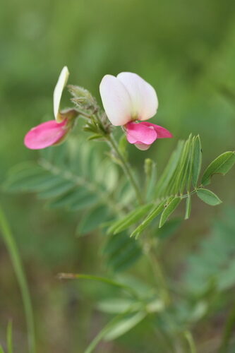 Galega officinalis (Goat’s rue) — photo