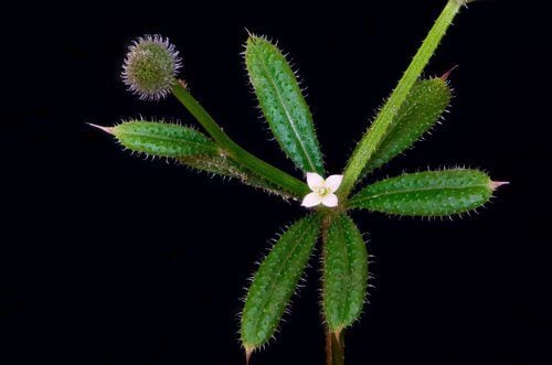 Galium aparine (Cleavers) — photo