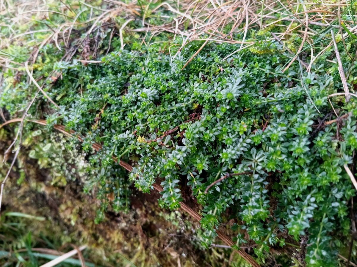 Galium gracile — photo