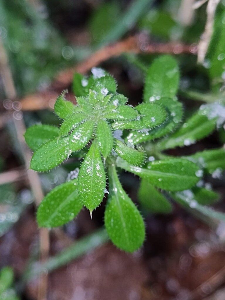 Galium gracile
