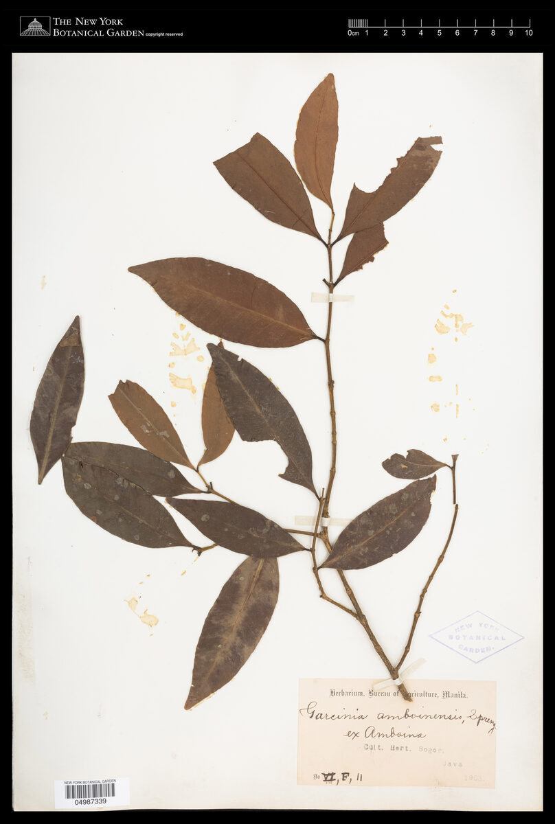 Garcinia amboinensis (Kaya asam besar) — photo