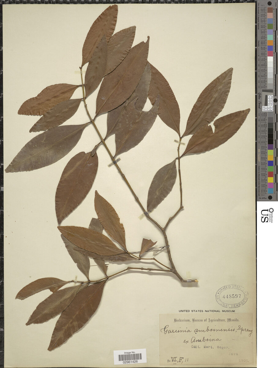 Garcinia amboinensis