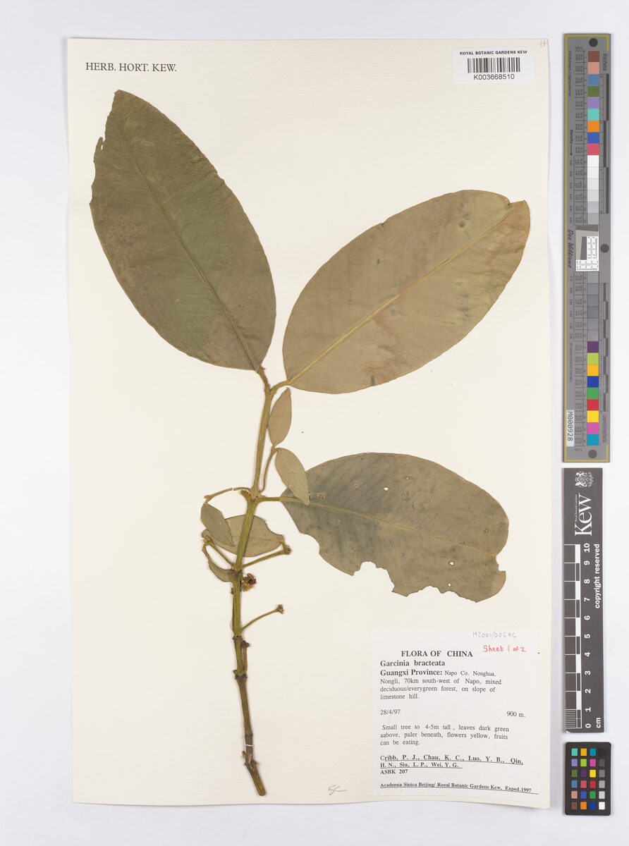 Garcinia anomala (Heibung) — photo