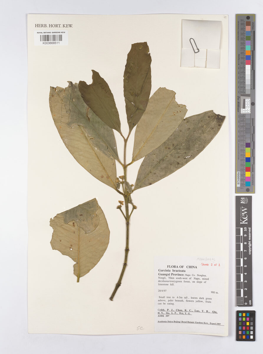 Garcinia anomala (Heibung) — photo