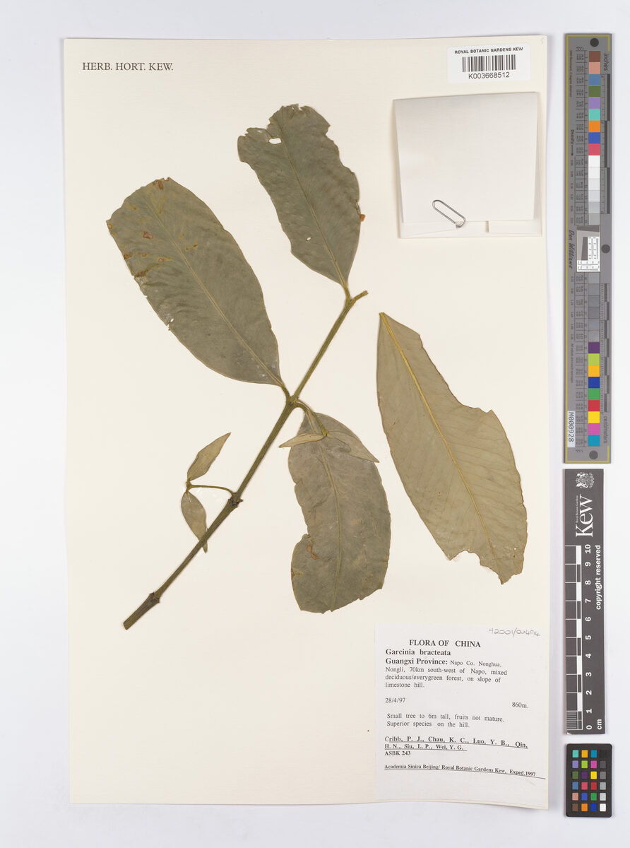 Garcinia anomala