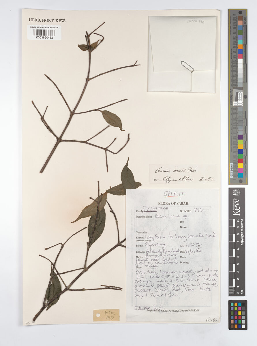 Garcinia beccarii (Arui Arui) — photo