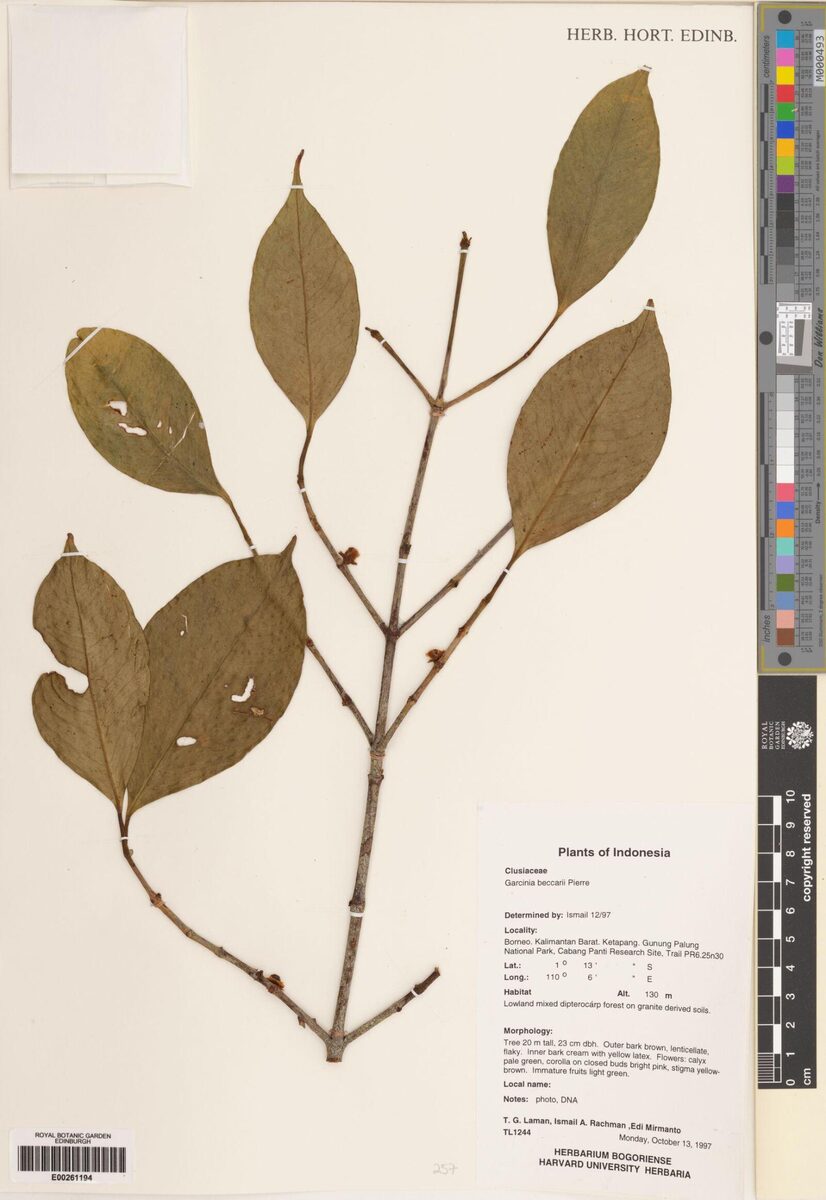 Garcinia beccarii (Arui Arui) — photo