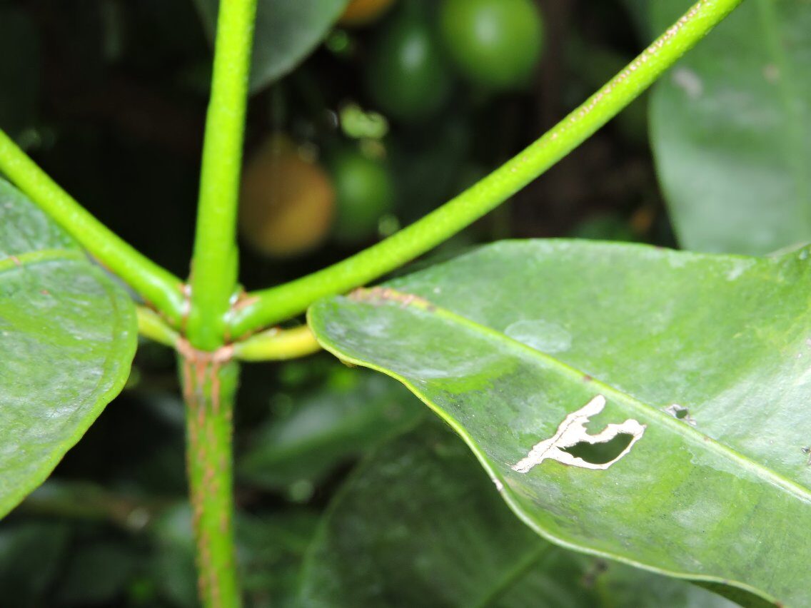 Garcinia benthamiana (Cozoiba) — photo