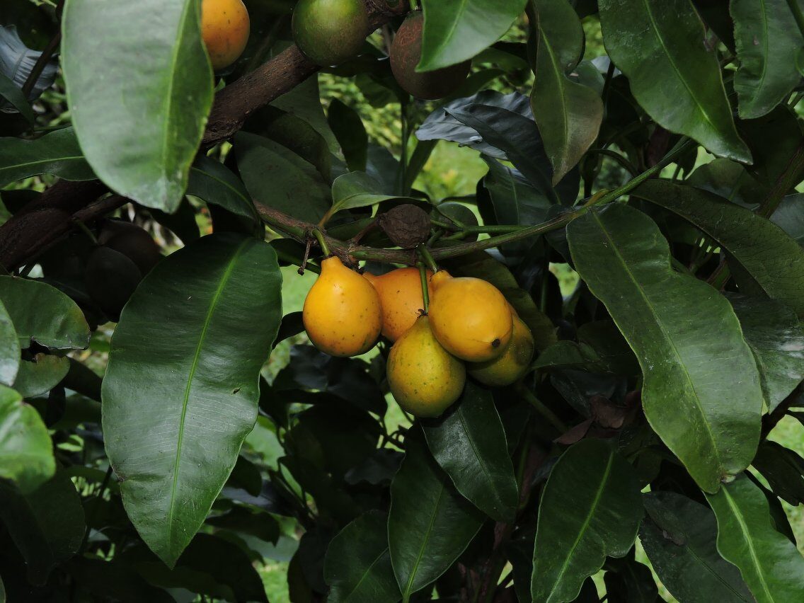 Garcinia benthamiana (Cozoiba) — photo