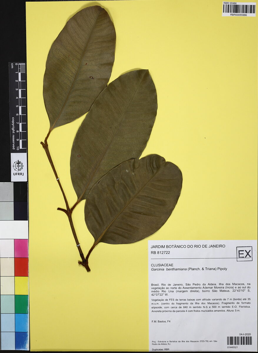 Garcinia benthamiana