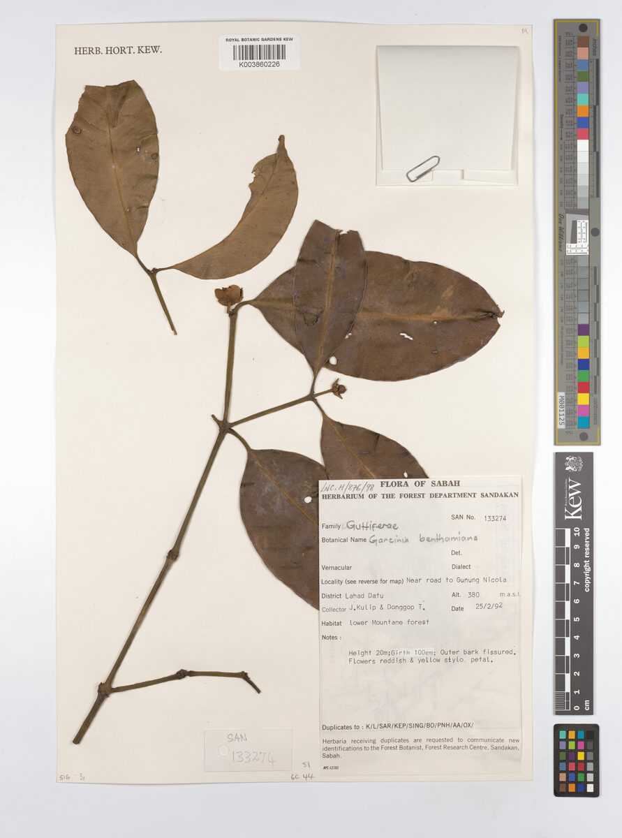 Garcinia benthamii (Bentham mangosteen) — photo