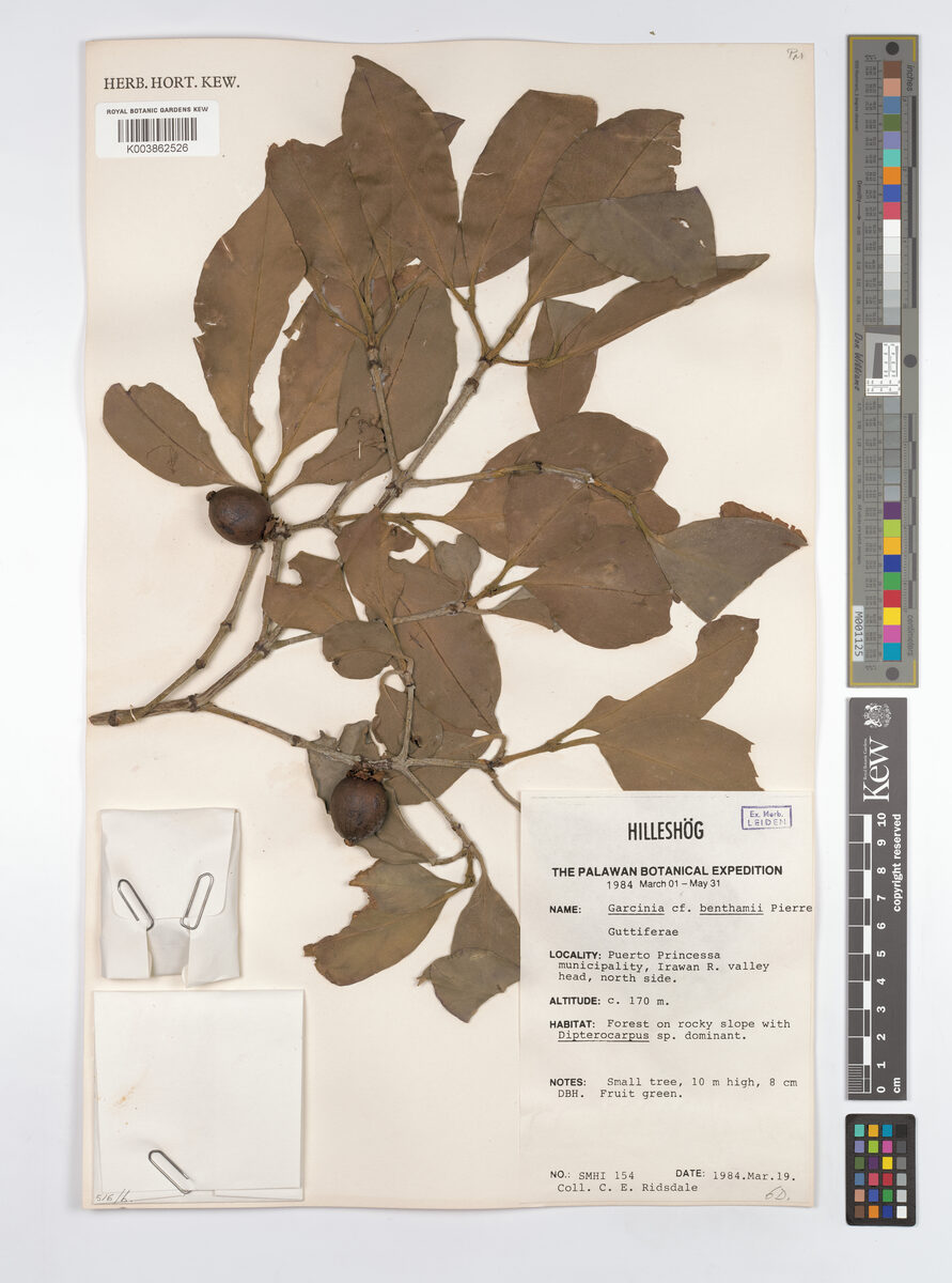 Garcinia benthamii (Bentham mangosteen) — photo