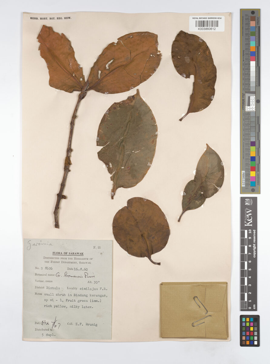 Garcinia borneensis — photo