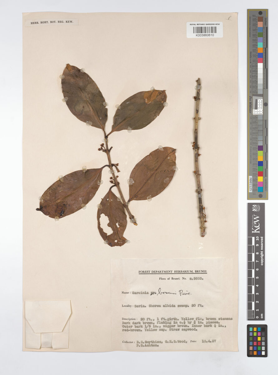 Garcinia borneensis — photo