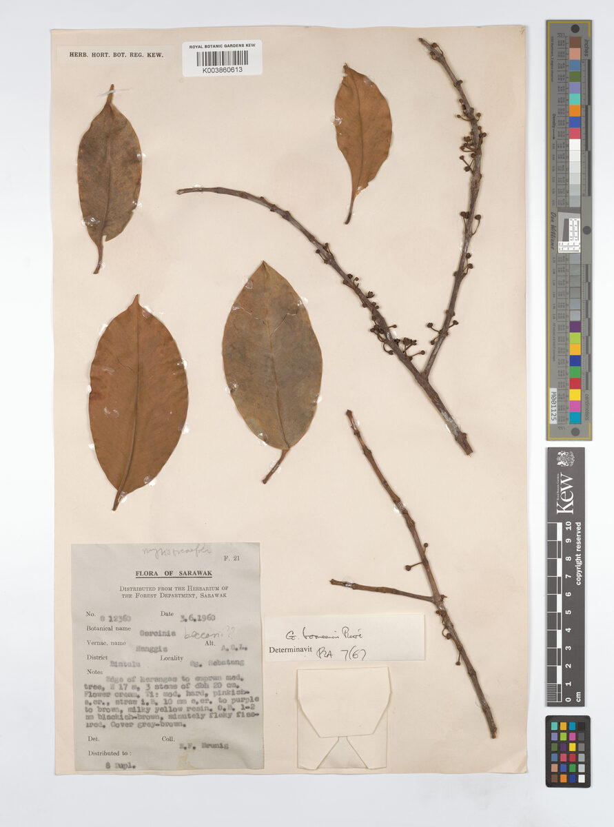 Garcinia borneensis