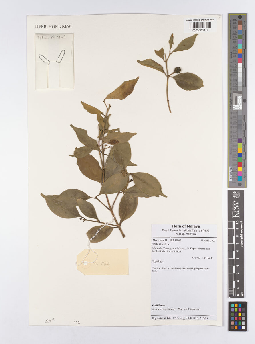 Garcinia brevirostris