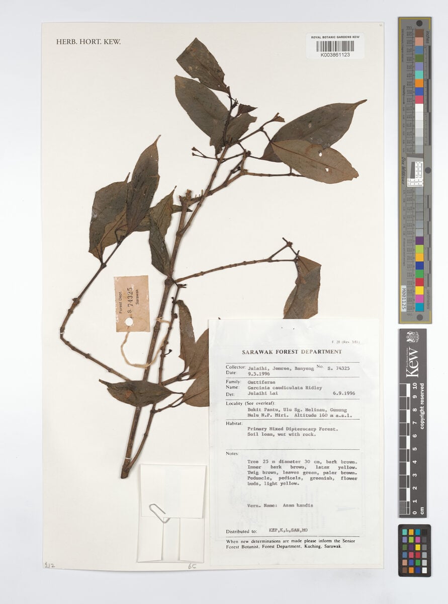 Garcinia caudiculata (Bunau) — photo