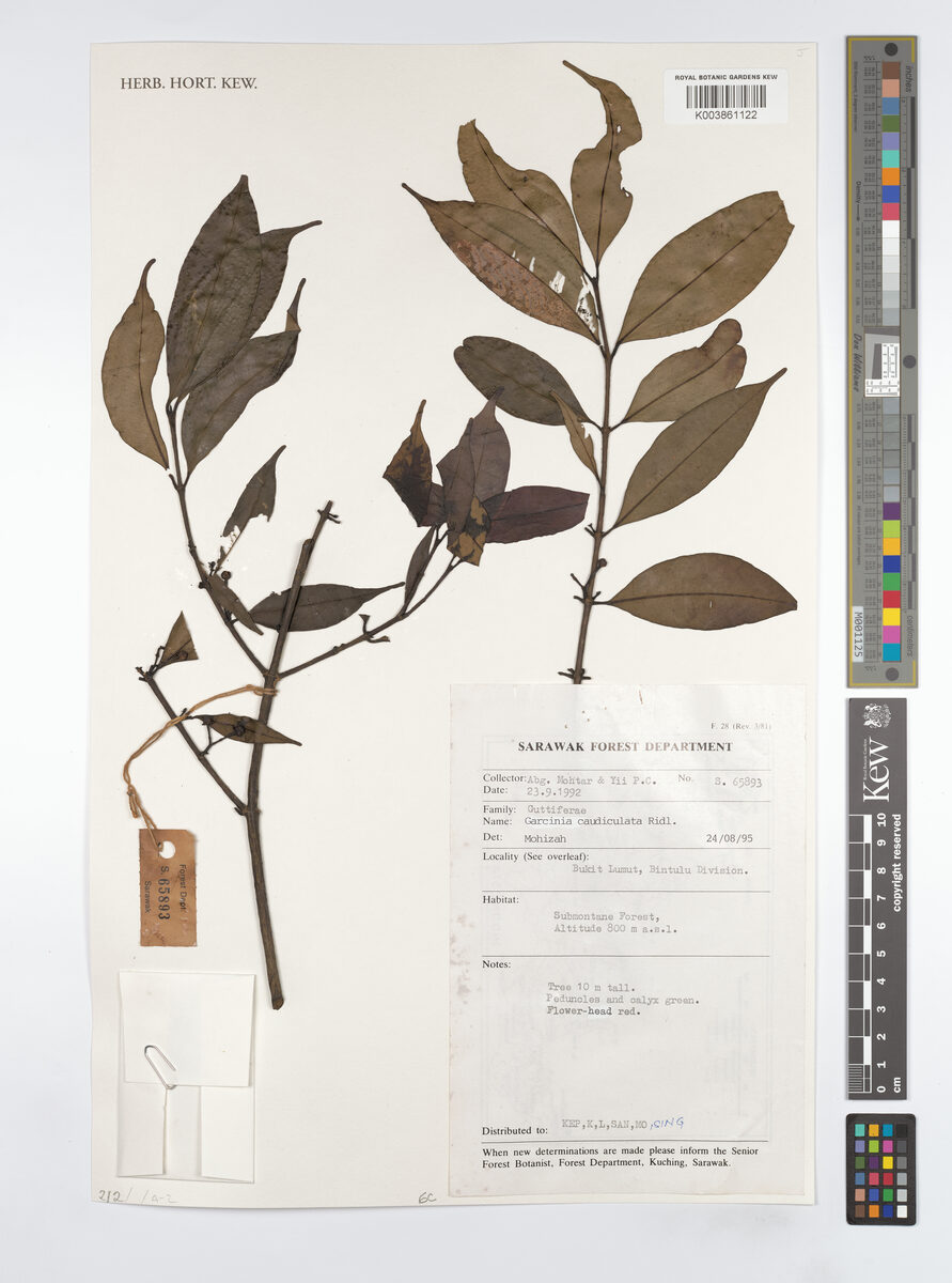 Garcinia caudiculata (Bunau) — photo