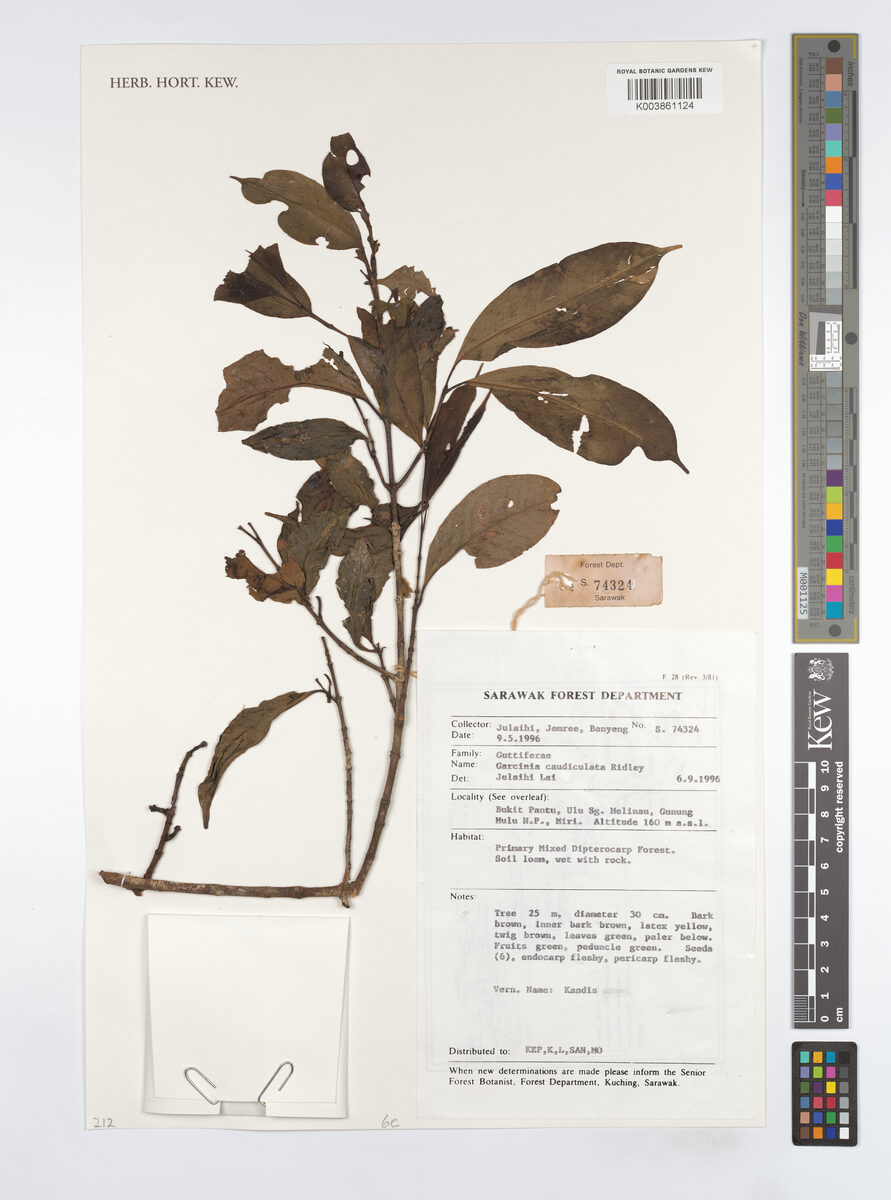 Garcinia caudiculata