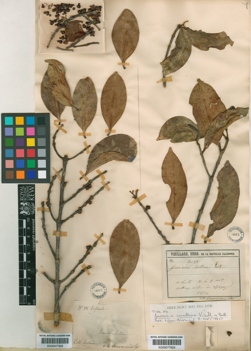 Garcinia collina — photo