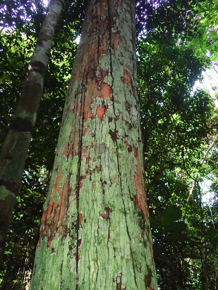 Garcinia conrauana — photo
