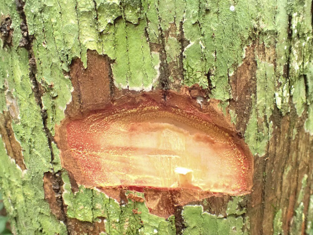 Garcinia conrauana — photo