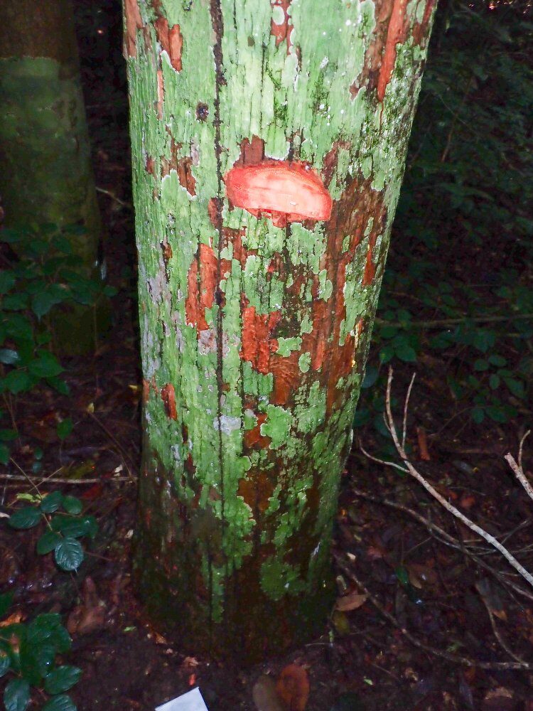 Garcinia conrauana