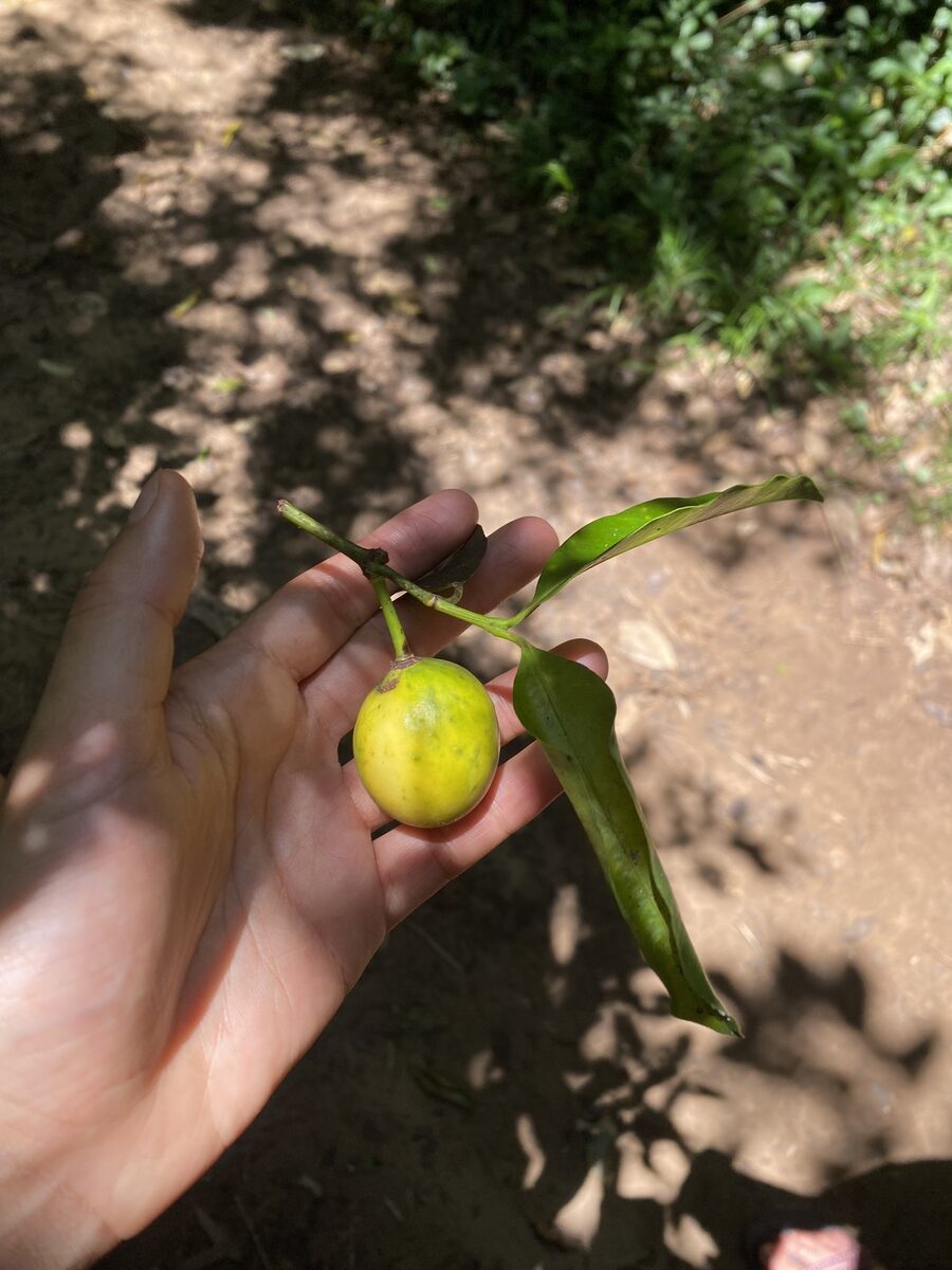 Garcinia cornea (Taksalkung) — photo