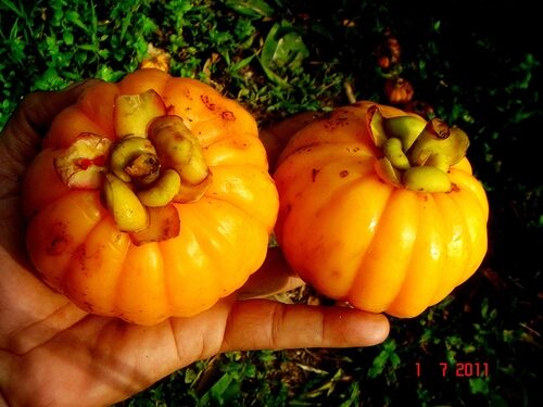 Garcinia costata (Gelugur) — photo