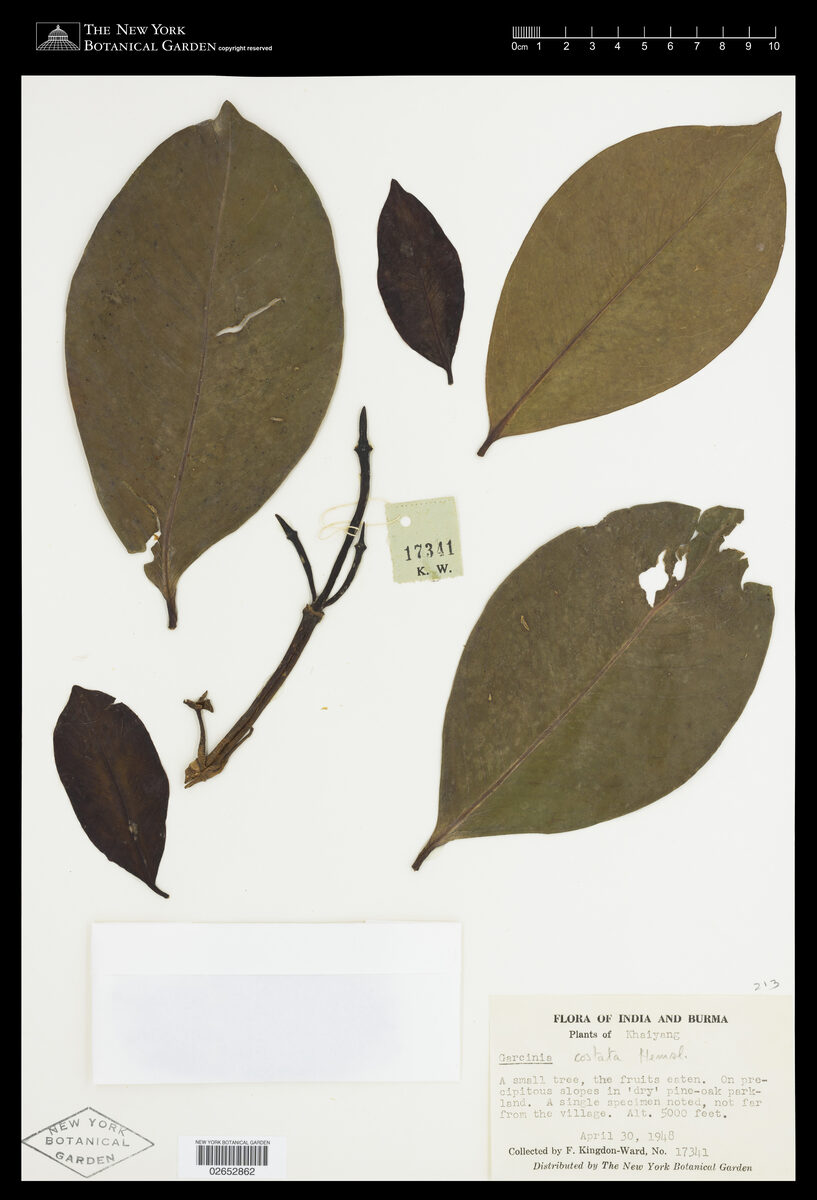 Garcinia costata (Gelugur) — photo