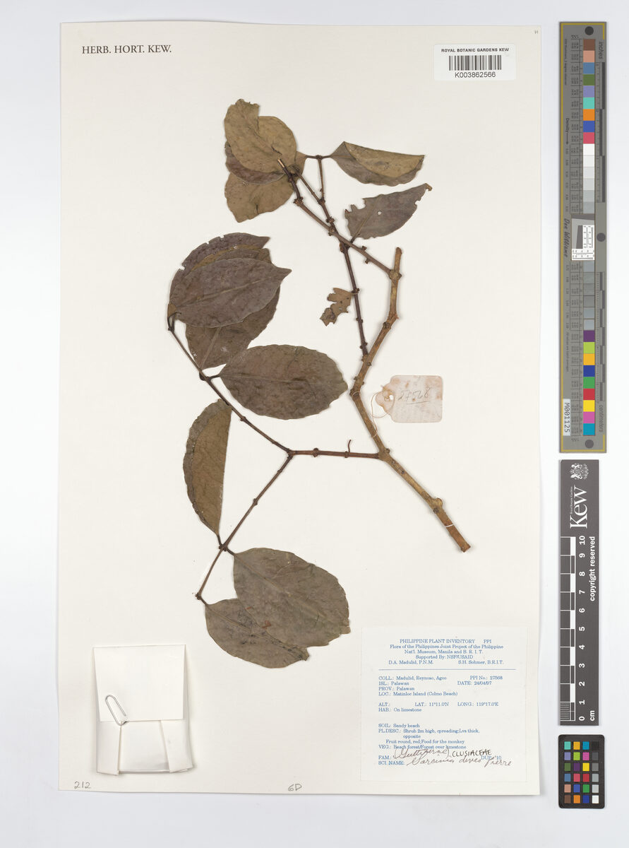 Garcinia dives (Balukuk) — photo
