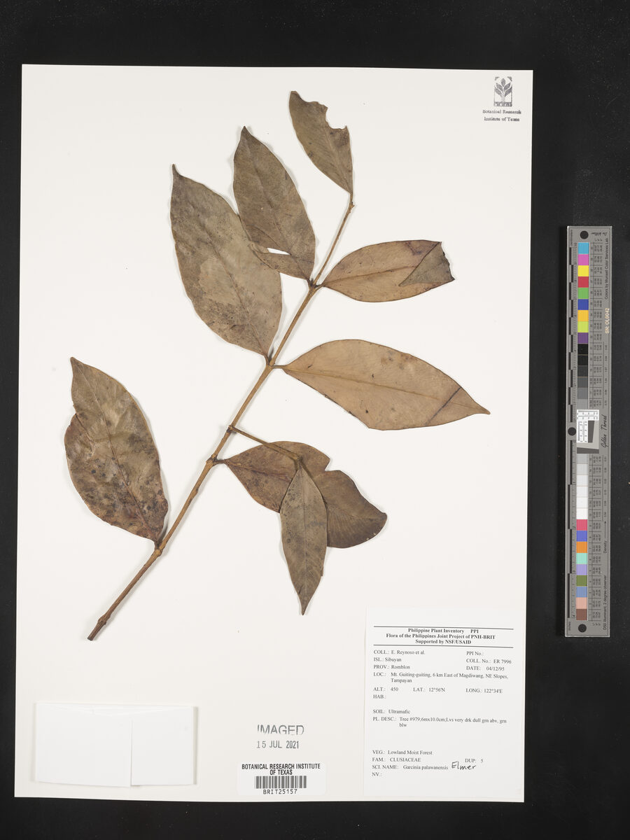 Garcinia dives (Balukuk) — photo