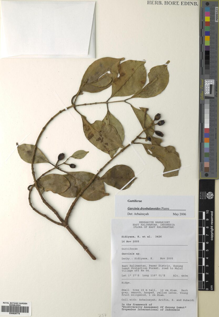 Garcinia dryobalanoides — photo