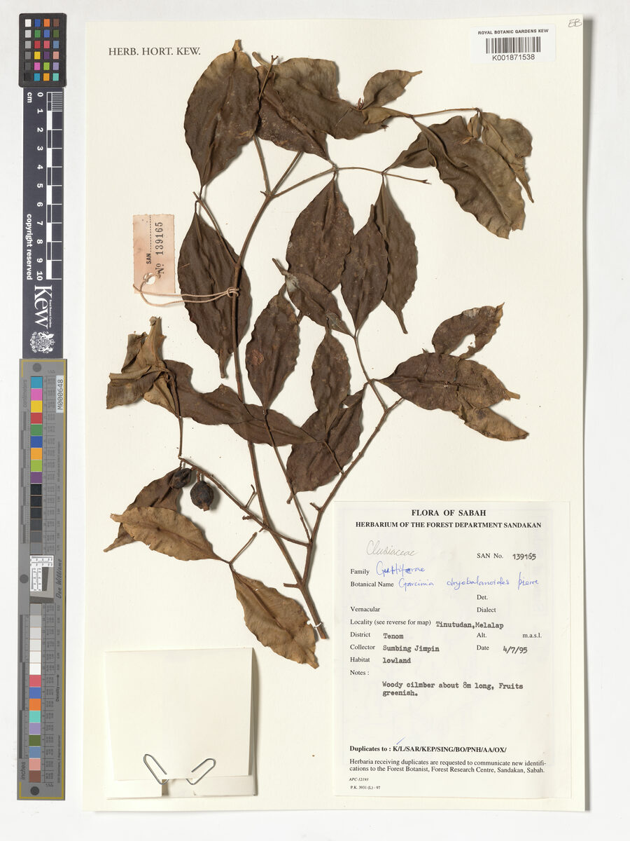 Garcinia dryobalanoides — photo