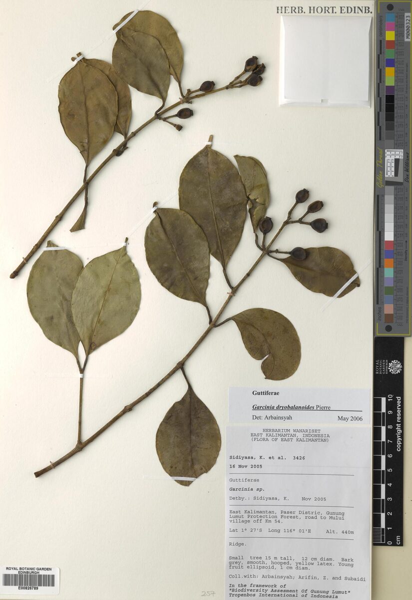Garcinia dryobalanoides