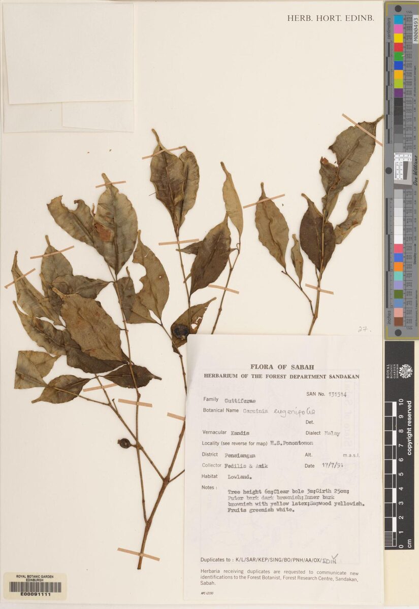 Garcinia eugenifolia — photo