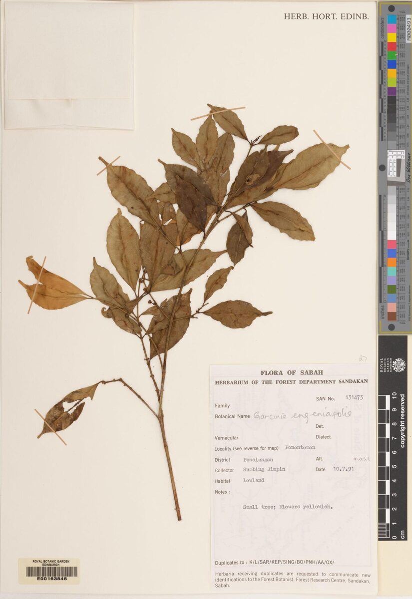 Garcinia eugenifolia — photo