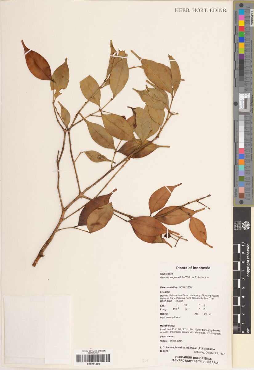 Garcinia eugenifolia