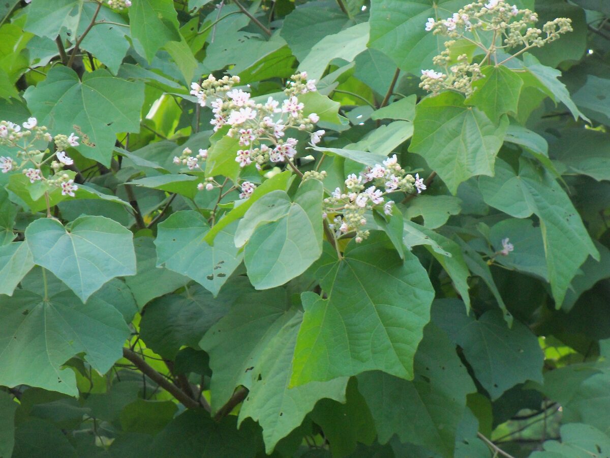 Garcinia kydia