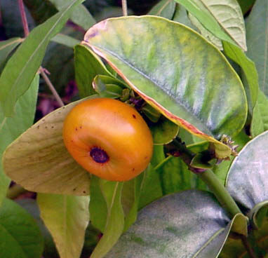 Garcinia lanceifolia (Rupai tekora) — photo